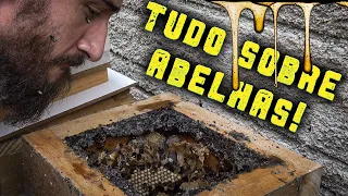 Como criar abelhas sem ferrão! - Chácara SV