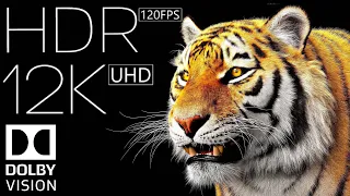 12K HDR 120fps Dolby Vision | Extreme Clarity