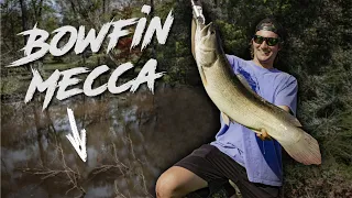 Bowfin fishing in BOWFIN HEAVEN (How to fish for bowfin)