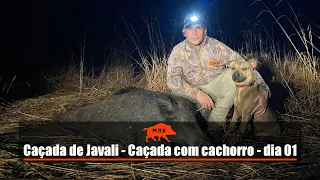 Caçada de javali - Caçada com cachorro dia 01