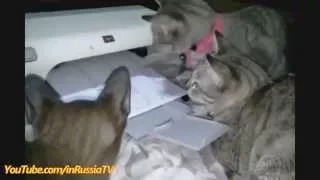 Смешные коты против принтера / Funny Cats vs Printer