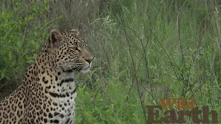 WildEarth - Sunset Safari - 18 December 2021