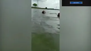 swimmer is dragged underwater by a CROCODILE