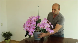 Orchid care. How to grow a strong, healthy plant.