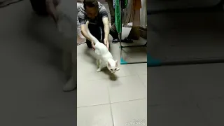 Бездомные животные: котенок Альбус учится ходить (история спасения кошек)