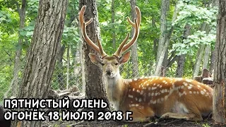 ПЯТНИСТЫЙ ОЛЕНЬ ОГОНЁК 18 ИЮЛЯ 2018 Г.