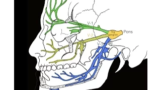 Cranial nerve V