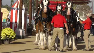 Budweiser Clydesdales -  Getting Parade Ready