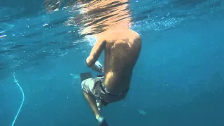 First time Swimming with sharks (no cage version)
