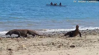 Komodo dragons hunting deer on the beach
