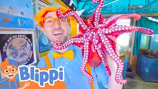 Blippi Learns About Ocean Animals | Best Animal Videos for Kids | Kids Songs and Nursery Rhymes