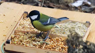 Едят ли пшеницу синицы: Эксперимент с кормлением птиц зерном
