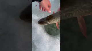 HUGE TROUT and HUGE PIKE at the exact same time! #icefishing #fishing #shorts