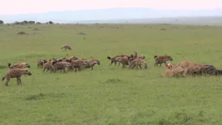 Lions vs Hyenas vs Buffalo