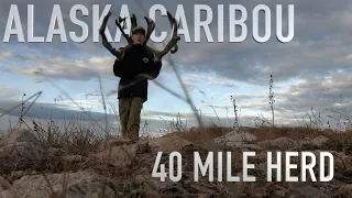 Alaska Caribou 40 Mile Herd DIY Masive Bull