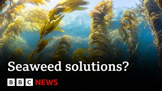 How can seaweed provide potential climate change solutions? - BBC News