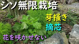 シソの無限栽培は摘芯と花芽を芽かきしてください（摘芯と芽かき作業）