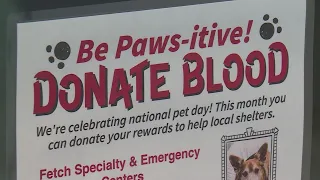 How to help our furry friends for national pet day