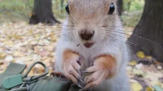 Кормлю милую толстую белку / Feeding a cute fat squirrel