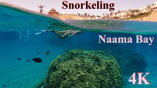 Снорклинг в Наама Бей. 4K Красное море. Snorkeling in Naama Bay, Red Sea, Sharm El-Sheikh, Egypt