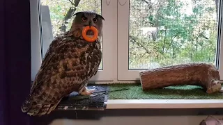 Yoll the eagle-owl with her favourite toys.