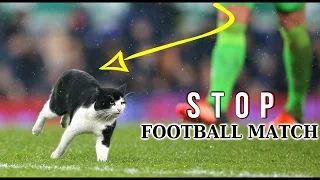 Top Funny Crazy Cats Stopped Football Match HD