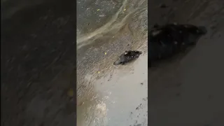 Platypus caught in flood Hobart Tasmania