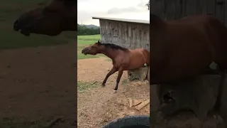 Horse Desperately Scratches Itch! #Shorts