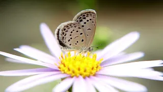 Butterflies 🦋 Make Our World So Beautiful ❤️ Watch & Relax