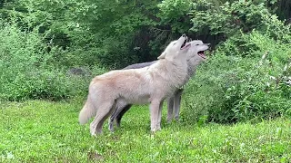 Beautiful Wolves Howl Together