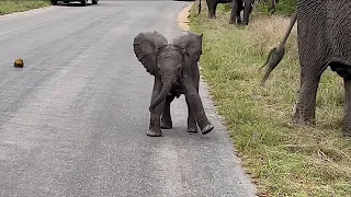 Tiny Elephant Can Barely Walk But Is Already Charging Cars