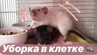 УБОРКА В КЛЕТКЕ КРЫС 🐀 || ЧТО ДОЛЖНО БЫТЬ В КЛЕТКЕ?!