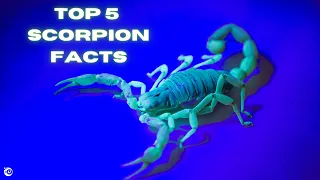 TOP 5 SCORPION FACTS | ANIMAL FACTS | #Shorts