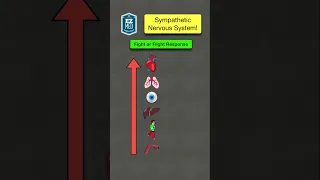 🔥 How to Remember the Sympathetic Nervous System in 60 SECONDS! [Fight or Flight Response]