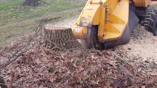 Carlton 7015 vs Oak Stump treestump-removal.co.uk