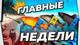 Главные Раздачи Недели в РР4! Актуальные Места ловли и поиска Трофеев! САЗАН, АМУР, ВЫРЕЗУБ, З.ЛИНЬ