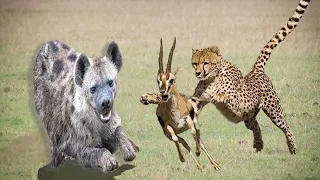 UNTHINKABLE  HERO Hyena Chasing to Attack Cheetah To Save Impala   Hyena, IMPALA, BUFFALO vs Cheetah