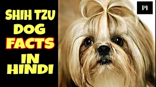 Shih Tzu amazing facts that you should know before buying in Hindi | Petsinfomania