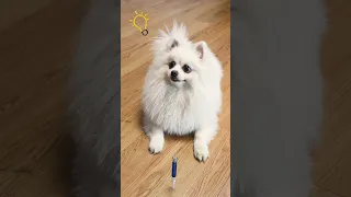 It turned out to be a pencil! #dog #nico #funny #funnycute #cute