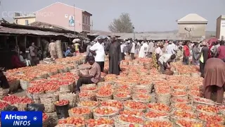 La pénurie de tomates entraine une hausse en flèche de leurs prix au Nigeria