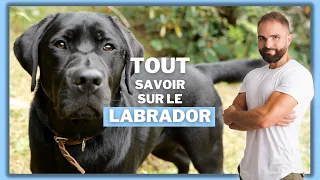 Race de chien Labrador : caractère, dressage, comportement, santé de ce chien de race...