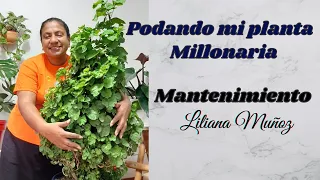 PODANDO MI PLANTA MILLONARIA MANTENIMIENTO / Liliana Muñoz