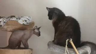 Cats playing, Sphynx vs Maine Coon