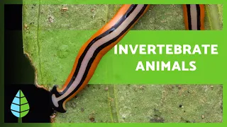 INVERTEBRATES  🐙🐛 (Characteristics, Classification and Examples)