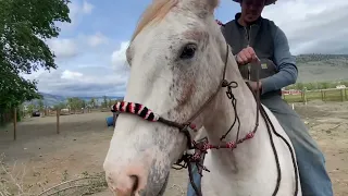 Anyone know what type of hackamore this is?