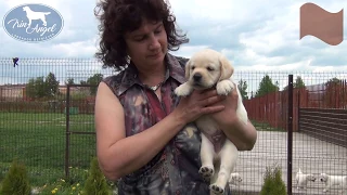 Мальчик c Коричневой лентой 6 недель | Щенки лабрадора / Labrador puppies