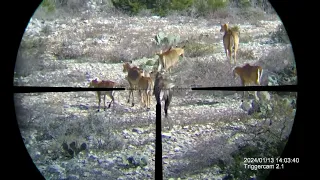 Nilgai at Ox Ranch.   300 Win Mag​⁠​⁠ ​⁠​⁠​⁠