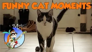 Cat Calling Birds | Cat and Birds Funny Video | Cat Bird Calls | Donny & Cleo