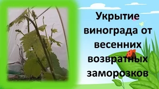 УКРЫТИЕ ВИНОГРАДА ОТ ВЕСЕННИХ ЗАМОРОЗКОВ. КАК ВЫРАЩИВАТЬ ВИНОГРАД В МОСКОВСКОЙ ОБЛАСТИ.