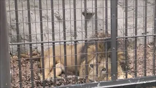 インドライオン（ラージャー）＠野毛山動物園20240421